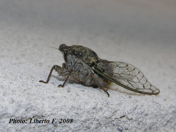 Cicada orni